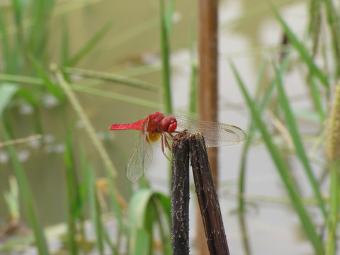 荷塘红蜻蜓