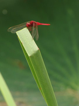 休息的红蜻蜓