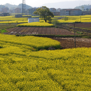 油菜花