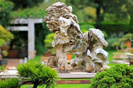 盆景