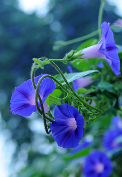 紫蓝色牵牛花
