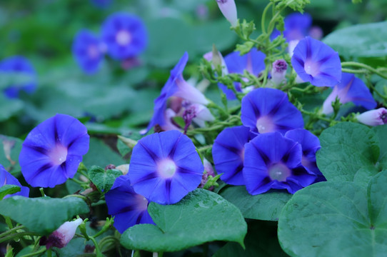 紫蓝色牵牛花