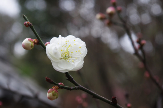 梅花