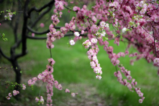 梅花