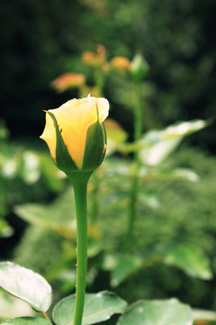黄玫瑰花苞
