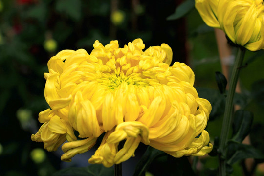 菊花
