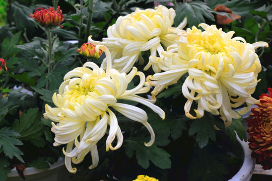 菊花