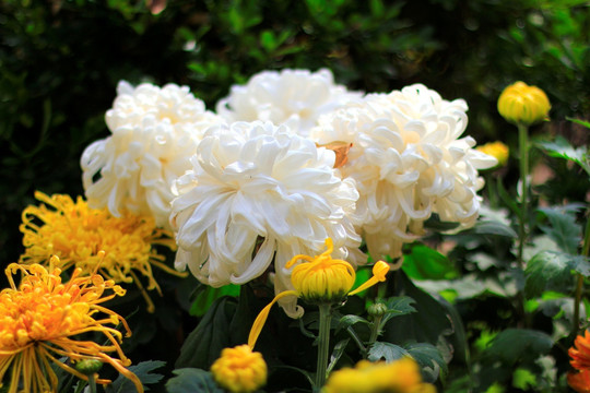 菊花
