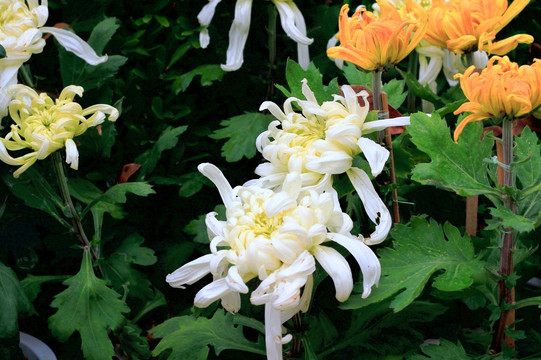 菊花