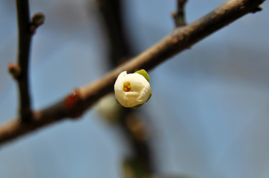 梅花