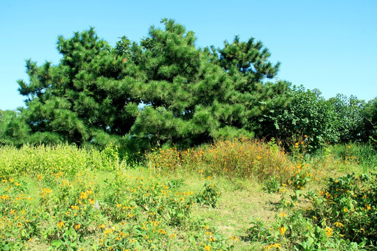 森林公园秋景