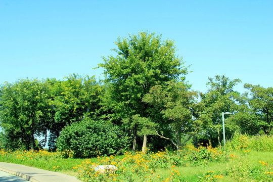 森林公园的秋景  沿途风景