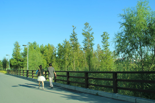 森林公园的桥