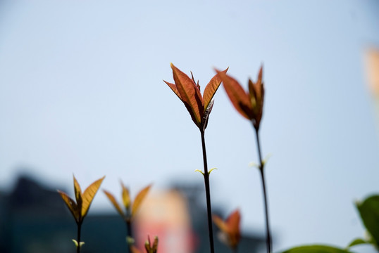 红色冬青树丫芽