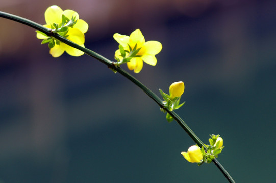 迎春花