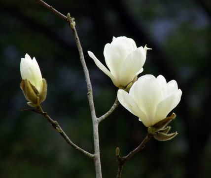 白木兰花