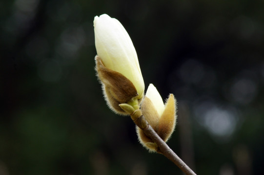 白木兰花