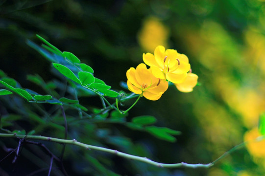 双荚决明花