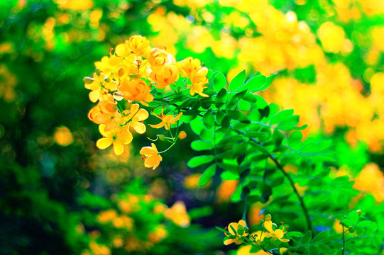 双荚决明花