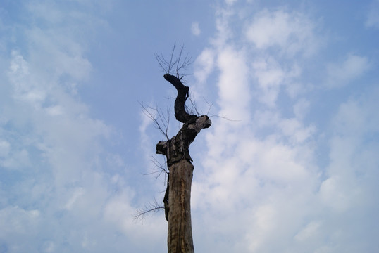 树枝和天空