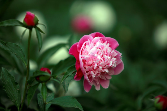芍药