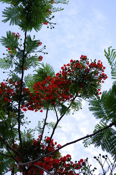 天空下的树枝与红花