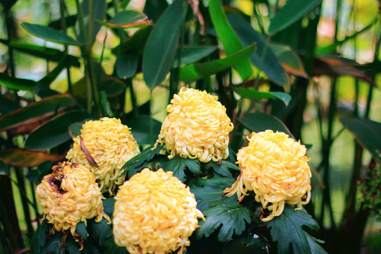 菊花