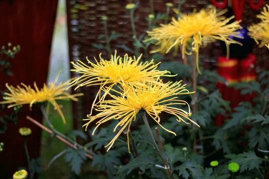 菊花