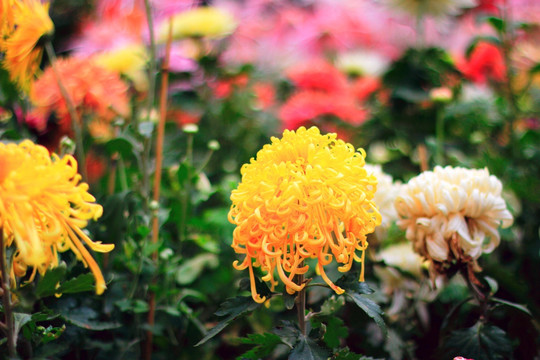 菊花
