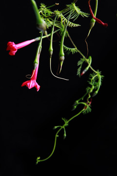 五星花