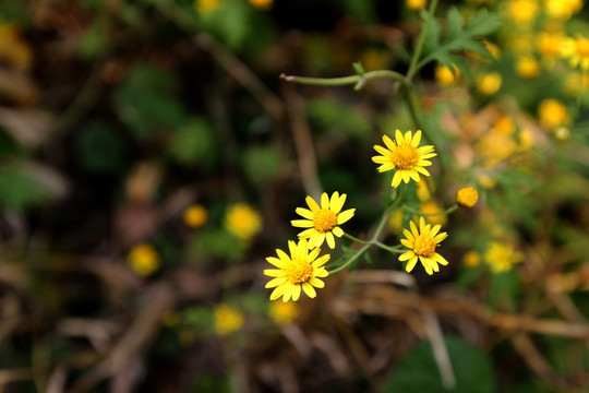 黄色小花
