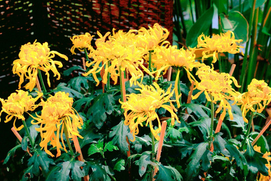 菊花