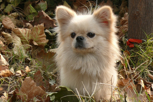 宠物犬