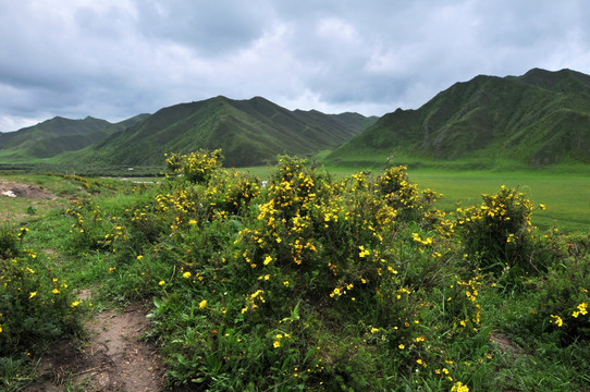 甘肃夏河草原野花