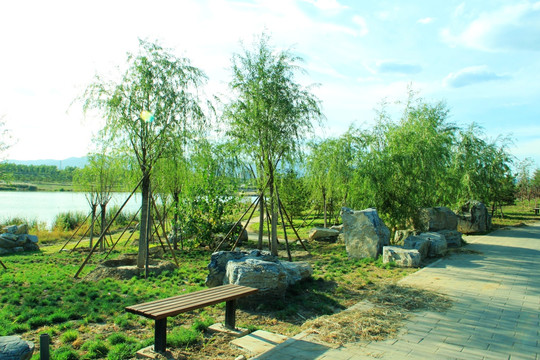 绿树  莲石湖公园
