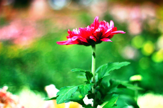 菊花