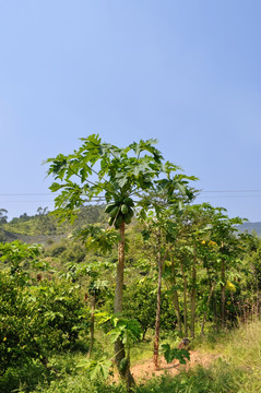 木瓜树