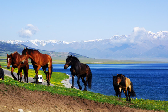 赛里木湖边的马群