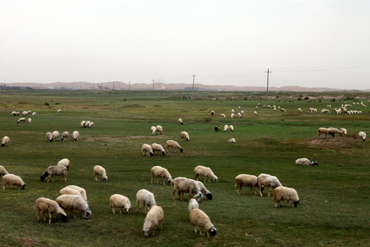 通湖草原羊群