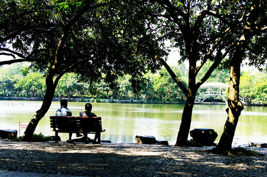 深圳荔枝公园大树下长椅上观湖的老人