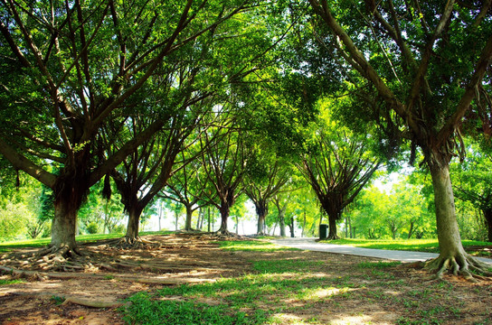 深圳莲花山公园树林