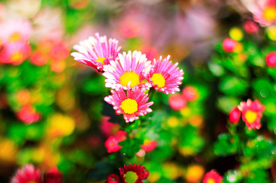菊花