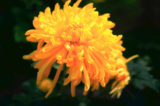 菊花
