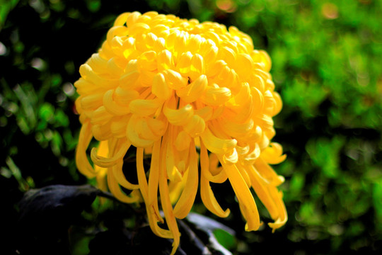 菊花