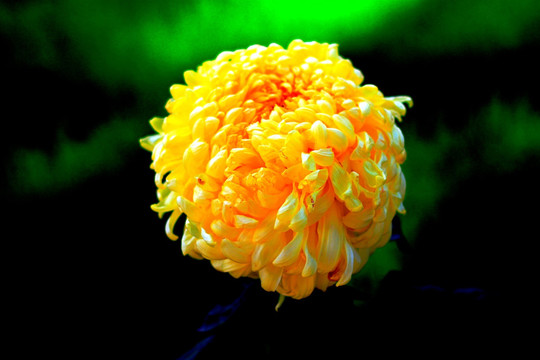 菊花