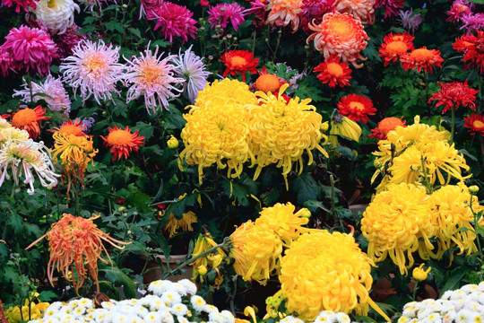 菊花