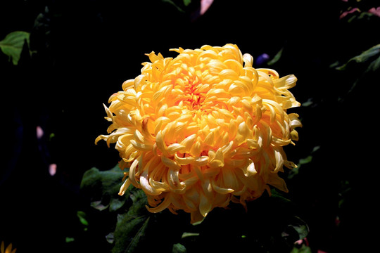 菊花