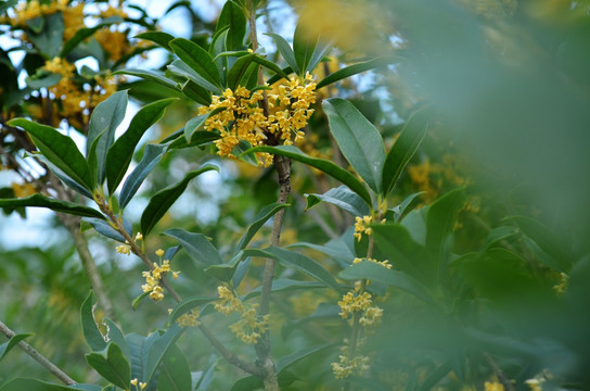 桂花树