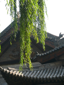寺庙垂柳