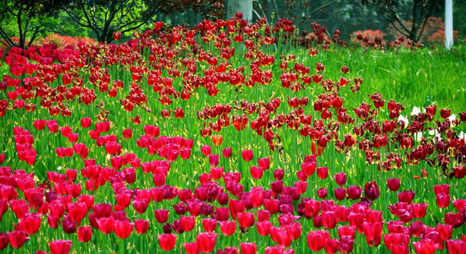 郁金香的花园